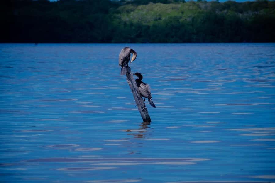 Celestún Flamingos, Beach, and Seafood Lunch Tour from Merida - The Ría Celestún reserve walk: birds, heat, and a reason to care