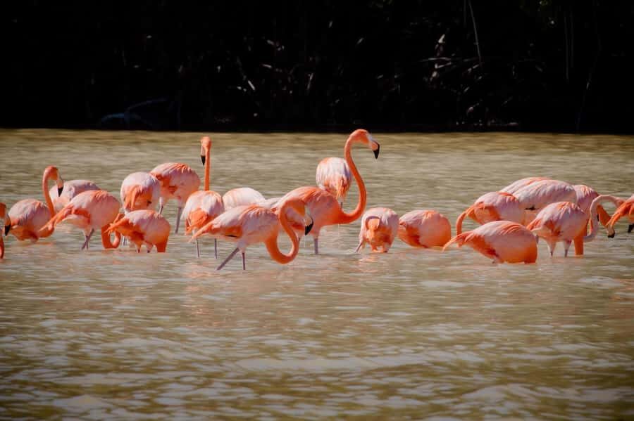 Celestún Flamingos, Beach, and Seafood Lunch Tour from Merida - Pink flamingo spotting: how to get the best view without stress