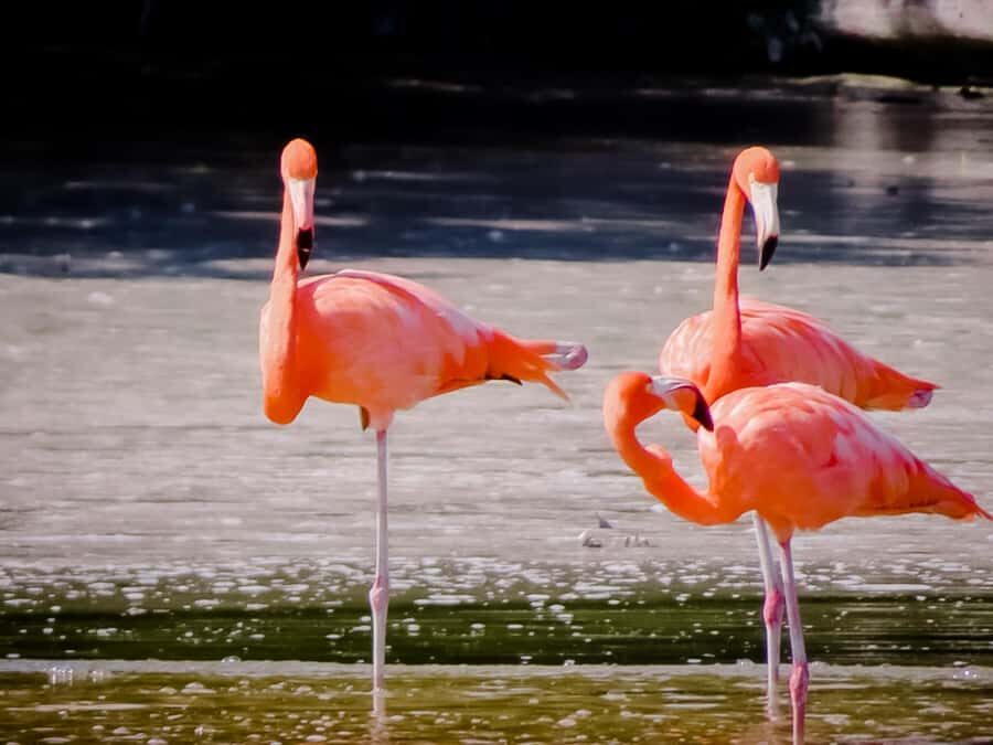 Celestún Flamingos, Beach, and Seafood Lunch Tour from Merida - Free beach time in the Gulf of Mexico: swim, walk, or just reset