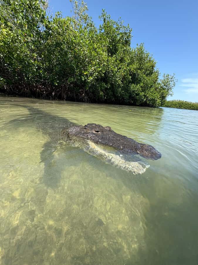 ECOSAFARI: Explore the mangroves, flamingos and crocodiles. - Key points I think you’ll care about