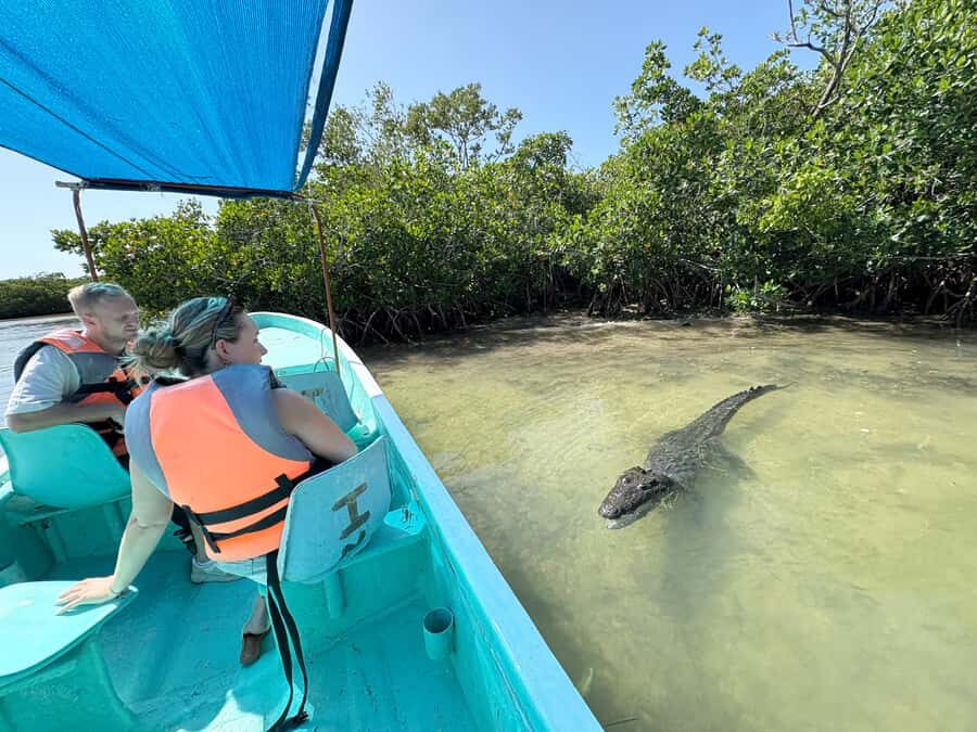 ECOSAFARI: Explore the mangroves, flamingos and crocodiles. - Birdwatching that turns into species-spotting practice