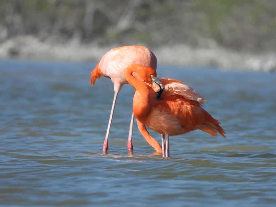 ECOSAFARI: Explore the mangroves, flamingos and crocodiles. - Crocodiles: Moreletti and Acutus sightings, without the rush