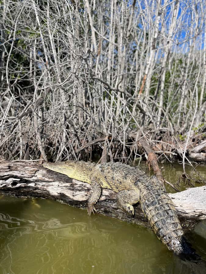 ECOSAFARI: Explore the mangroves, flamingos and crocodiles. - A virgin beach swim in crystal-clear Gulf water