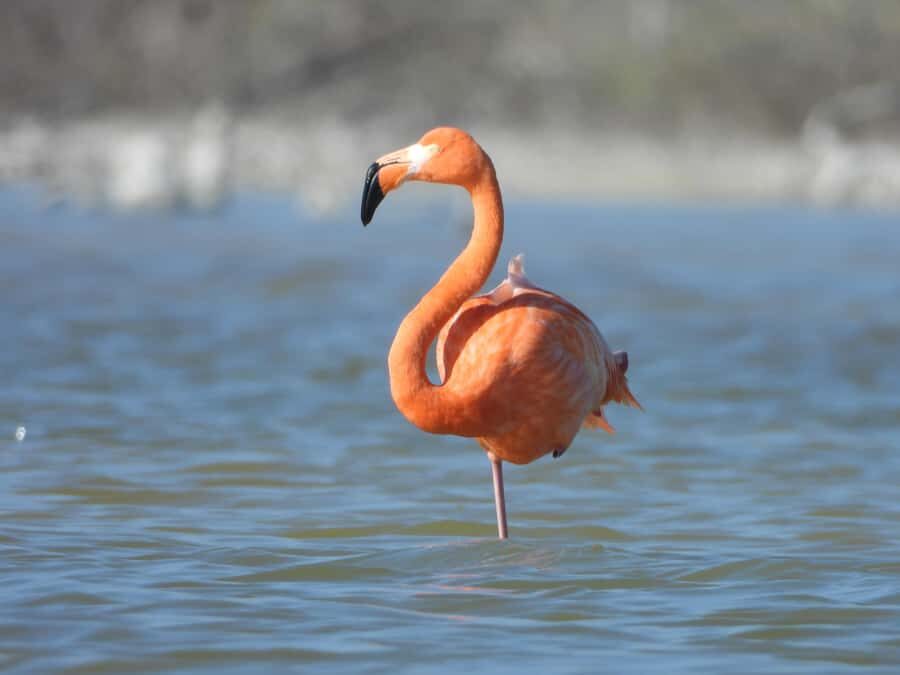 ECOSAFARI: Explore the mangroves, flamingos and crocodiles. - Price and value: 3000 MXN per private group, plus the reserve bracelet