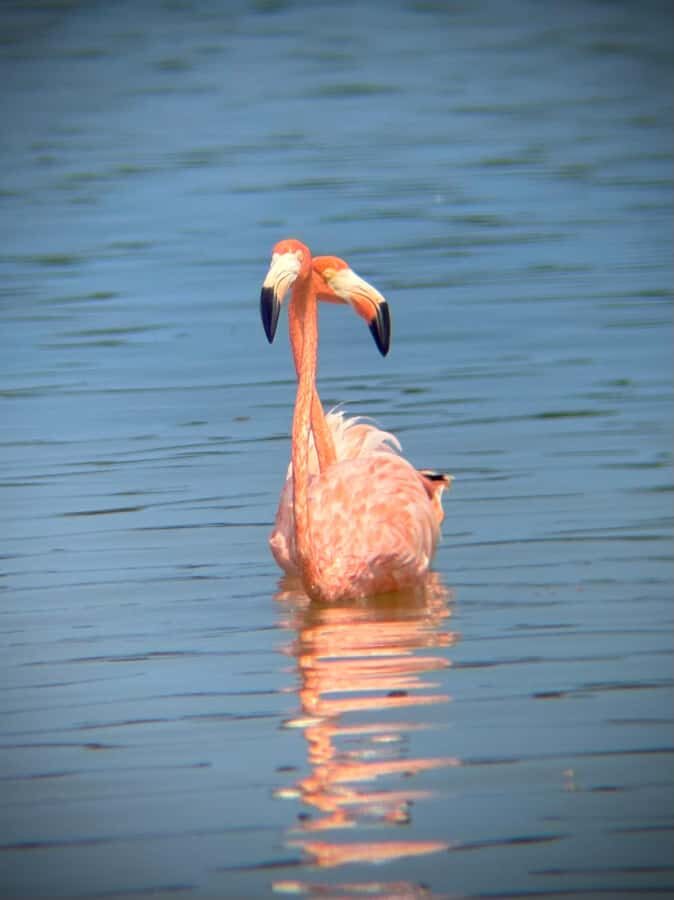 ECOSAFARI: Explore the mangroves, flamingos and crocodiles. - The mangrove boat ride: 30 km of real habitat